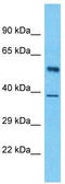 Luc7-like protein 3 antibody, TA345711, Origene, Western Blot image 