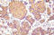 CFL1 antibody, AP20933PU-N, Origene, Immunohistochemistry frozen image 