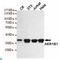 Aldose reductase antibody, LS-C812873, Lifespan Biosciences, Western Blot image 