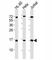Small Ubiquitin Like Modifier 1 antibody, F40203-0.4ML, NSJ Bioreagents, Western Blot image 