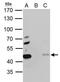 Proliferation-associated protein 2G4 antibody, PA5-27953, Invitrogen Antibodies, Immunoprecipitation image 