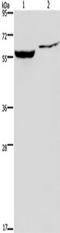 Inosine Monophosphate Dehydrogenase 1 antibody, TA351292, Origene, Western Blot image 