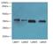 Transmembrane Protein 19 antibody, LS-C396707, Lifespan Biosciences, Western Blot image 