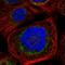 BCL2 Associated Agonist Of Cell Death antibody, HPA028185, Atlas Antibodies, Immunocytochemistry image 