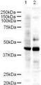LIM Domain Binding 2 antibody, PA1-31764, Invitrogen Antibodies, Western Blot image 