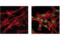 Interferon Regulatory Factor 9 antibody, 28845S, Cell Signaling Technology, Immunocytochemistry image 