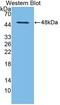 Neutrophil Cytosolic Factor 1 antibody, LS-C373010, Lifespan Biosciences, Western Blot image 