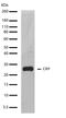 C-Reactive Protein antibody, 710269, Invitrogen Antibodies, Western Blot image 
