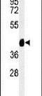 Tektin 4 antibody, PA5-25003, Invitrogen Antibodies, Western Blot image 