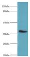 CD84 Molecule antibody, MBS1493072, MyBioSource, Western Blot image 