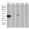 FOS Like 2, AP-1 Transcription Factor Subunit antibody, LS-C792169, Lifespan Biosciences, Western Blot image 