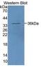 Serum Response Factor antibody, MBS2028497, MyBioSource, Western Blot image 