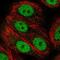 Anaphase Promoting Complex Subunit 2 antibody, NBP2-56603, Novus Biologicals, Immunofluorescence image 