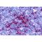 Toll Like Receptor 8 antibody, TA319918, Origene, Immunohistochemistry frozen image 