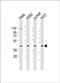 RBMX antibody, PA5-49468, Invitrogen Antibodies, Western Blot image 