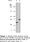 Eukaryotic Translation Initiation Factor 4E Binding Protein 1 antibody, LS-C47197, Lifespan Biosciences, Western Blot image 