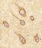 Stathmin 2 antibody, M04729, Boster Biological Technology, Immunohistochemistry paraffin image 