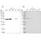 Glutaminyl-tRNA synthase-like protein 1 antibody, PA5-56199, Invitrogen Antibodies, Western Blot image 