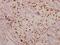 Cpi antibody, PA5-36842, Invitrogen Antibodies, Immunohistochemistry frozen image 