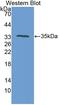 Protein Tyrosine Phosphatase Receptor Type S antibody, LS-C314742, Lifespan Biosciences, Western Blot image 