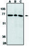 Apoptosis Inducing Factor Mitochondria Associated 1 antibody, MBS395574, MyBioSource, Western Blot image 