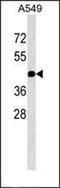 Tyrosine 3-Monooxygenase/Tryptophan 5-Monooxygenase Activation Protein Zeta antibody, orb100007, Biorbyt, Western Blot image 