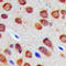 Reticulon 4 antibody, LS-C358308, Lifespan Biosciences, Immunohistochemistry frozen image 