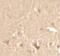 Cyclin T1 antibody, A02703, Boster Biological Technology, Immunohistochemistry frozen image 