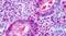 Estrogen Related Receptor Beta antibody, PA5-33523, Invitrogen Antibodies, Immunohistochemistry frozen image 