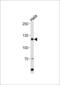 Histone Cell Cycle Regulator antibody, 62-213, ProSci, Western Blot image 