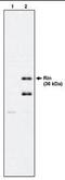 Ras Like Without CAAX 2 antibody, orb95390, Biorbyt, Western Blot image 