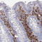CD45 antibody, AMAb90519, Atlas Antibodies, Immunohistochemistry frozen image 