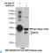 Sirtuin 6 antibody, LS-C813116, Lifespan Biosciences, Immunoprecipitation image 