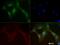 Mitofusin 1 antibody, NBP1-71775, Novus Biologicals, Immunofluorescence image 