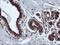 Armadillo Repeat Containing 1 antibody, LS-C174311, Lifespan Biosciences, Immunohistochemistry paraffin image 