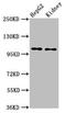 Proprotein Convertase Subtilisin/Kexin Type 5 antibody, LS-C397154, Lifespan Biosciences, Western Blot image 