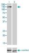 BUB1 Mitotic Checkpoint Serine/Threonine Kinase B antibody, H00000701-M02, Novus Biologicals, Western Blot image 