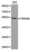 Tripartite Motif Containing 38 antibody, abx002033, Abbexa, Western Blot image 