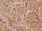 Annexin A5 antibody, LS-C369245, Lifespan Biosciences, Immunohistochemistry frozen image 