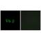 Cystatin Like 1 antibody, A16223, Boster Biological Technology, Immunohistochemistry frozen image 