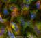 ATP Binding Cassette Subfamily G Member 8 antibody, NBP1-71706, Novus Biologicals, Immunofluorescence image 