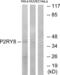 P2Y Receptor Family Member 8 antibody, LS-C120932, Lifespan Biosciences, Western Blot image 