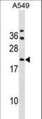 GrpE Like 2, Mitochondrial antibody, LS-C159788, Lifespan Biosciences, Western Blot image 