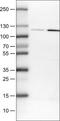 NLR Family Pyrin Domain Containing 3 antibody, NBP2-52879, Novus Biologicals, Western Blot image 