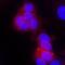 Erb-B2 Receptor Tyrosine Kinase 4 antibody, MAB1131, R&D Systems, Immunocytochemistry image 