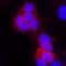 Erb-B2 Receptor Tyrosine Kinase 4 antibody, MAB1131, R&D Systems, Immunocytochemistry image 