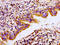 Aconitase 2 antibody, CSB-PA859943LA01HU, Cusabio, Immunohistochemistry frozen image 