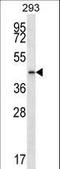 Prostaglandin Reductase 2 antibody, LS-C162277, Lifespan Biosciences, Western Blot image 