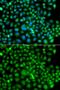 Small Ubiquitin Like Modifier 4 antibody, GTX65895, GeneTex, Immunofluorescence image 