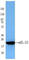 Interleukin 22 antibody, 517501, BioLegend, Western Blot image 